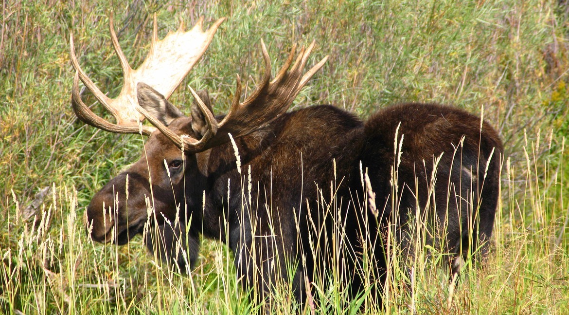 Moose, A town called Moose, United States of America