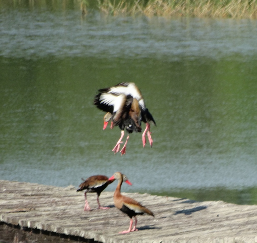 Birds   Whistling Tree Ducks, Lake Consuelo, Floral City, Florida, United States of America