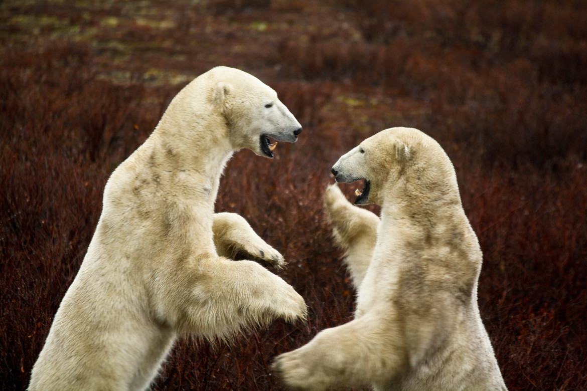 Polar Bears, Churchill, Canada, Canada
