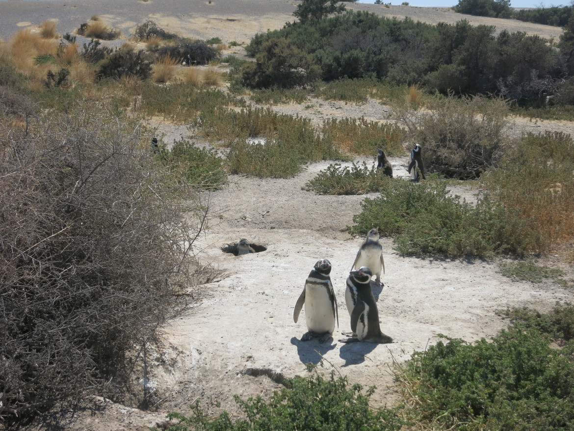 Penquin, Panagonia, Argentina