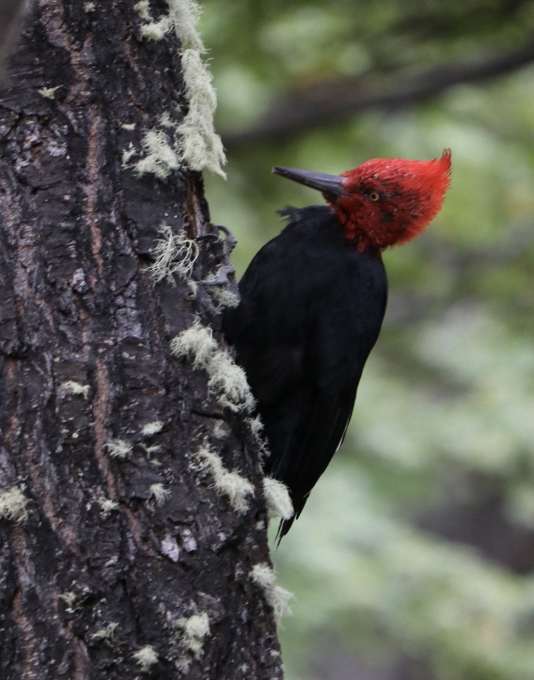 Campephilus magellanicus/Magellanic Woodpecker, Los Glaciares National Park, Patagonia, Argentina