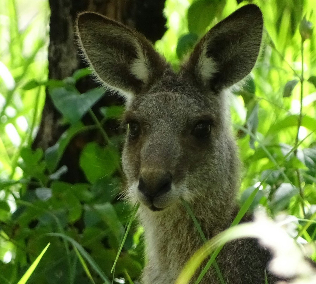 kangaroo , Natural Reserve, Australia
