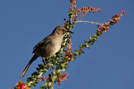 Grid curved billl thrasher