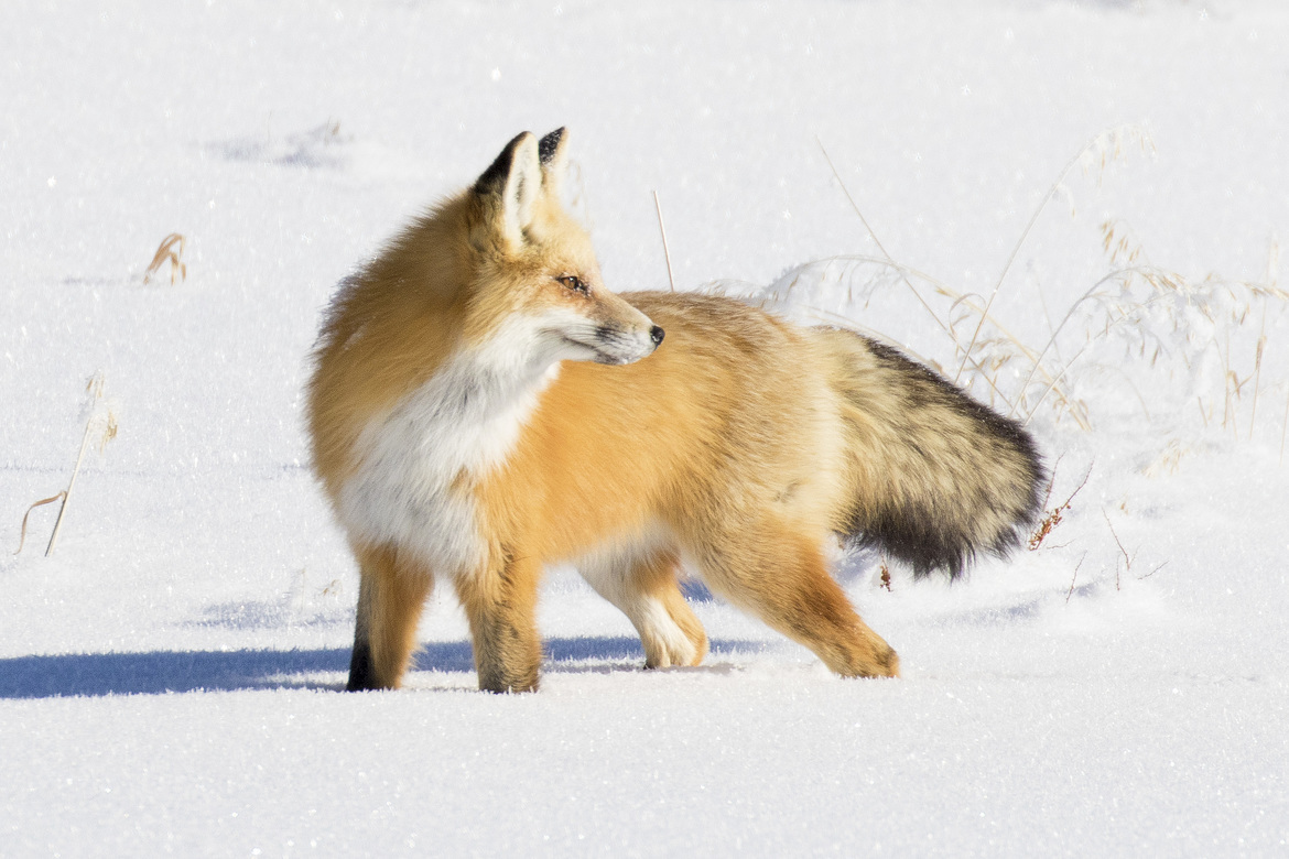 Red Fox, Yellowstone NP, USA, United States of America