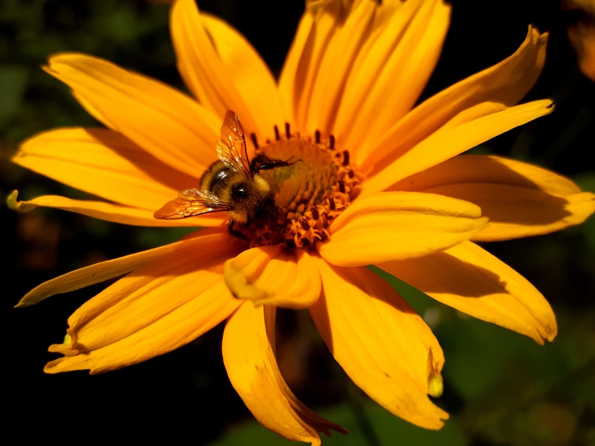 Bee, home, Algeria