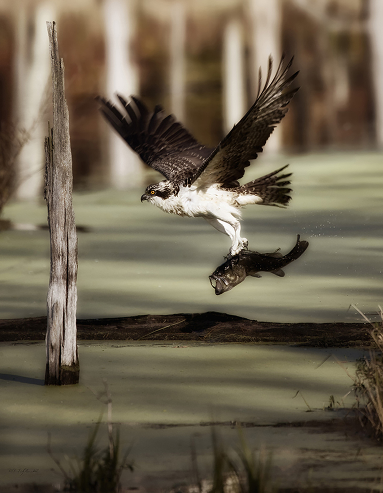 Osprey and Large Mouth Bass, Delaware Water Gap National Recreation Area, United States of America
