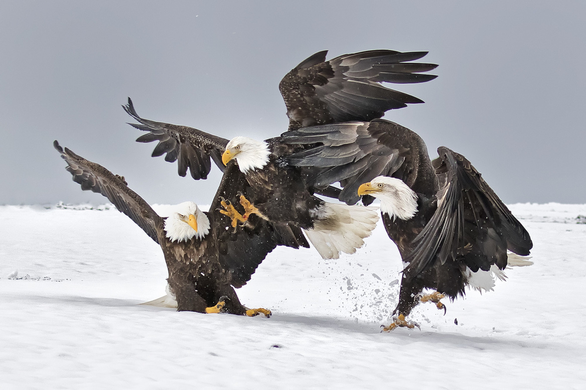 Bald Eagle, Kachemak Bay Alaska, USA, United States of America