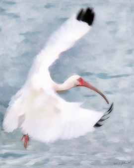 Grid flying ibis 1