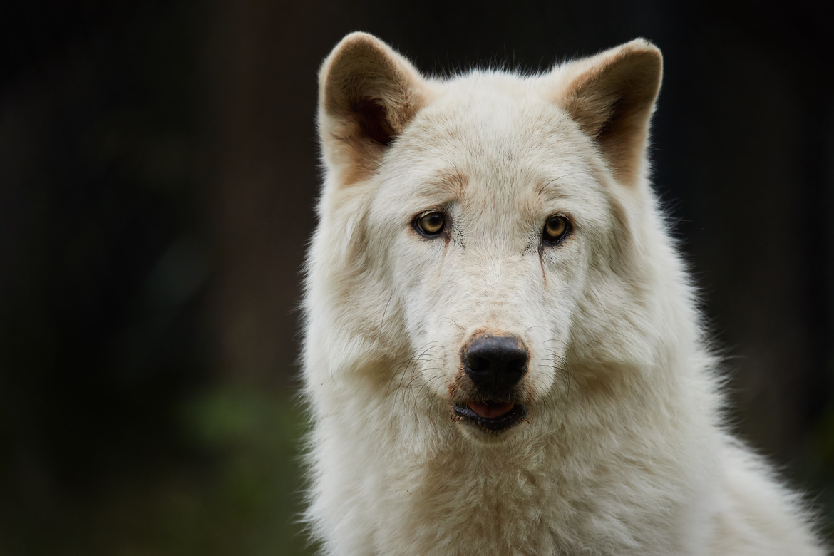 Wolf, Wolf Refuge, United States of America