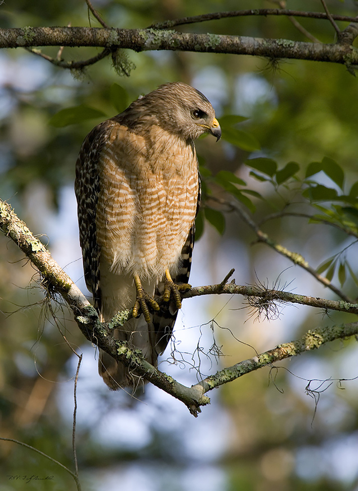 Red-shouldered hawk, Everglades, Florida, United States of America