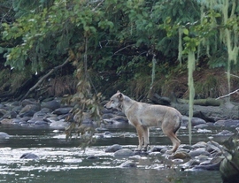 Grid coastal wolf 1