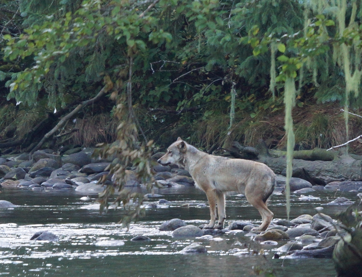 Coastal Wolf, Great Bear Rainforest, Canada