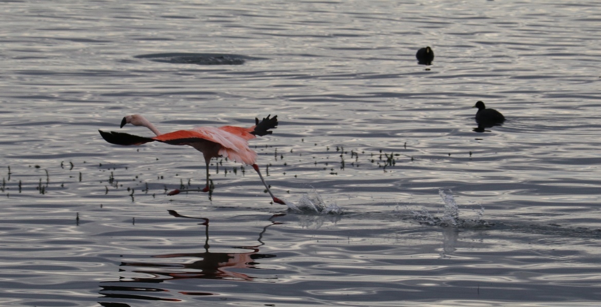 Phoenicopterus chilensis/Chilean Flamingo, Southern Patagonia, Argentina, Argentina