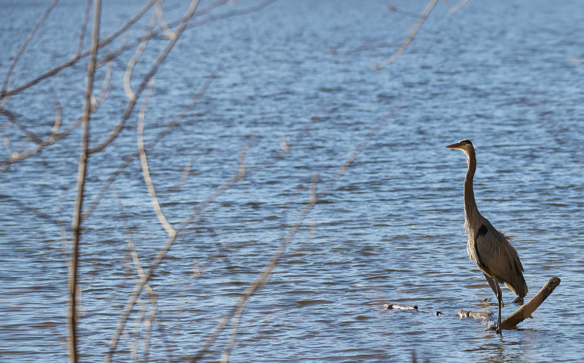 Heron, Radnor Lake, United States of America