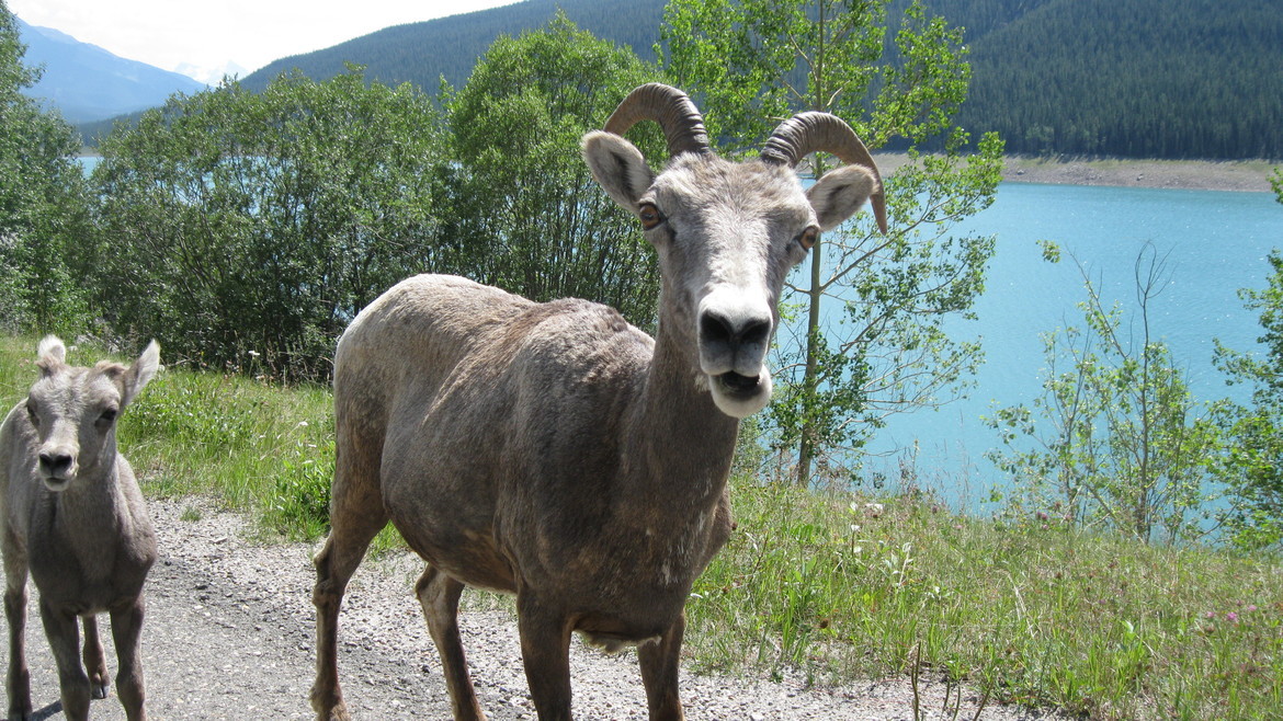 Rocky Mountain Goat, Jasper Natinal Park, Canada