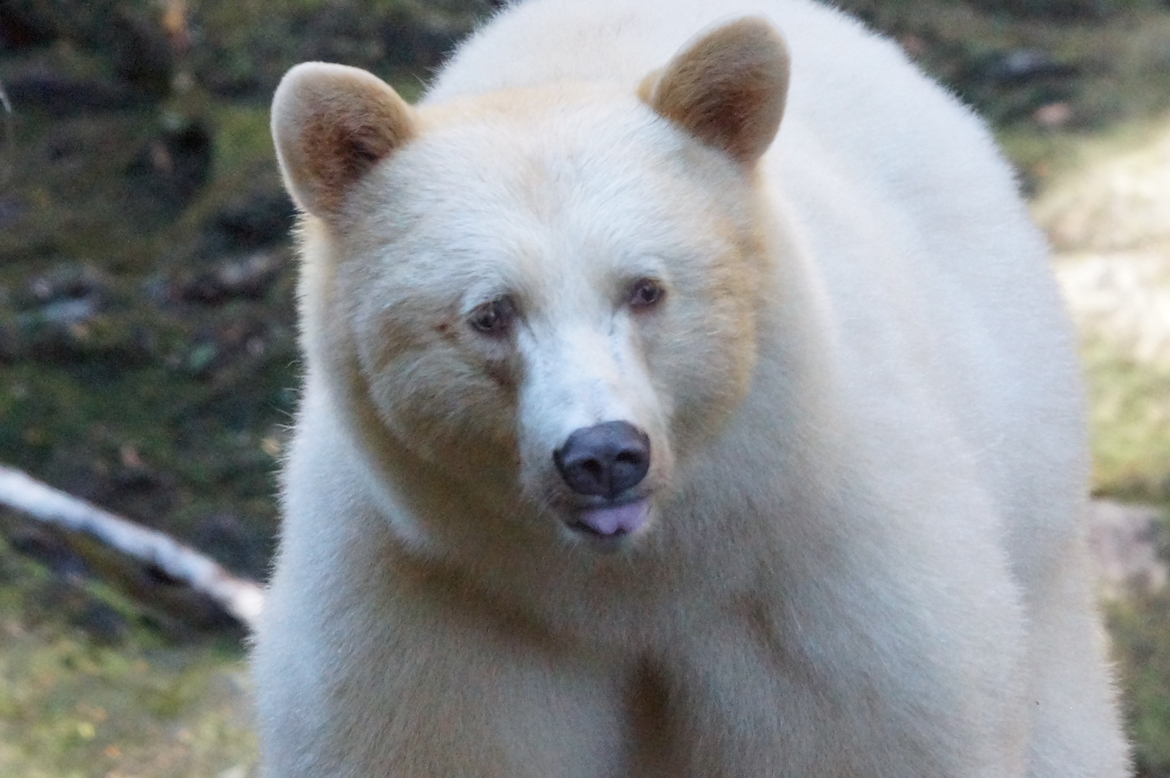 Spirit Bear, Great Bear Rainforest, Canada