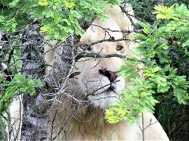Grid inkwenkwezi  lion20