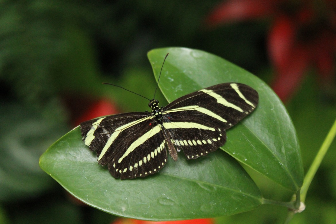 Heliconius Charitonius otherwise , The Krohn Conservatory, Cincinnati Ohio, United States of America