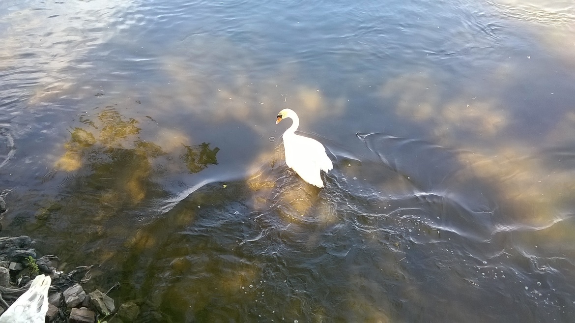 Swan, New  Hope, PA/ Delaware River, United States of America