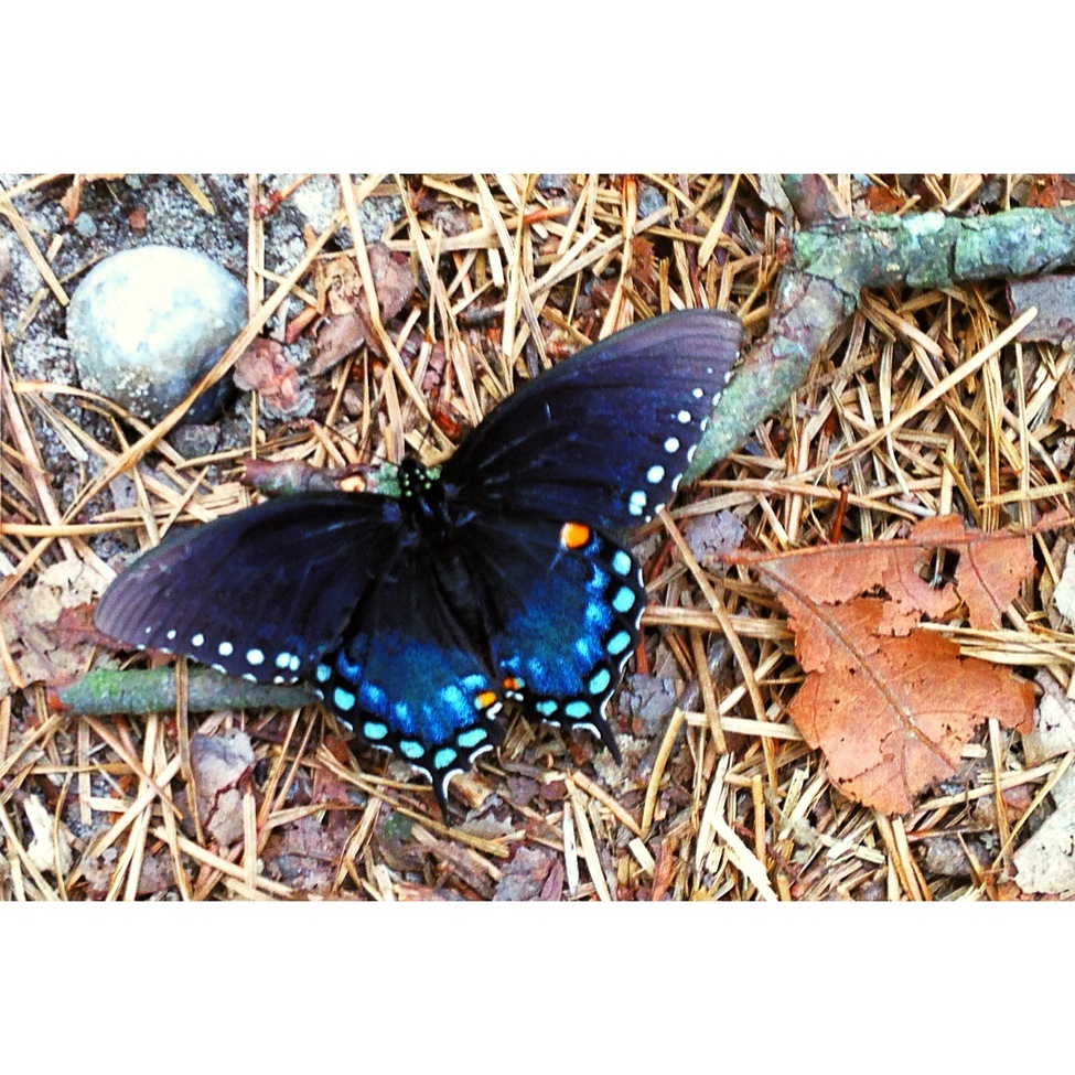 Butterfly, San souci, United States of America
