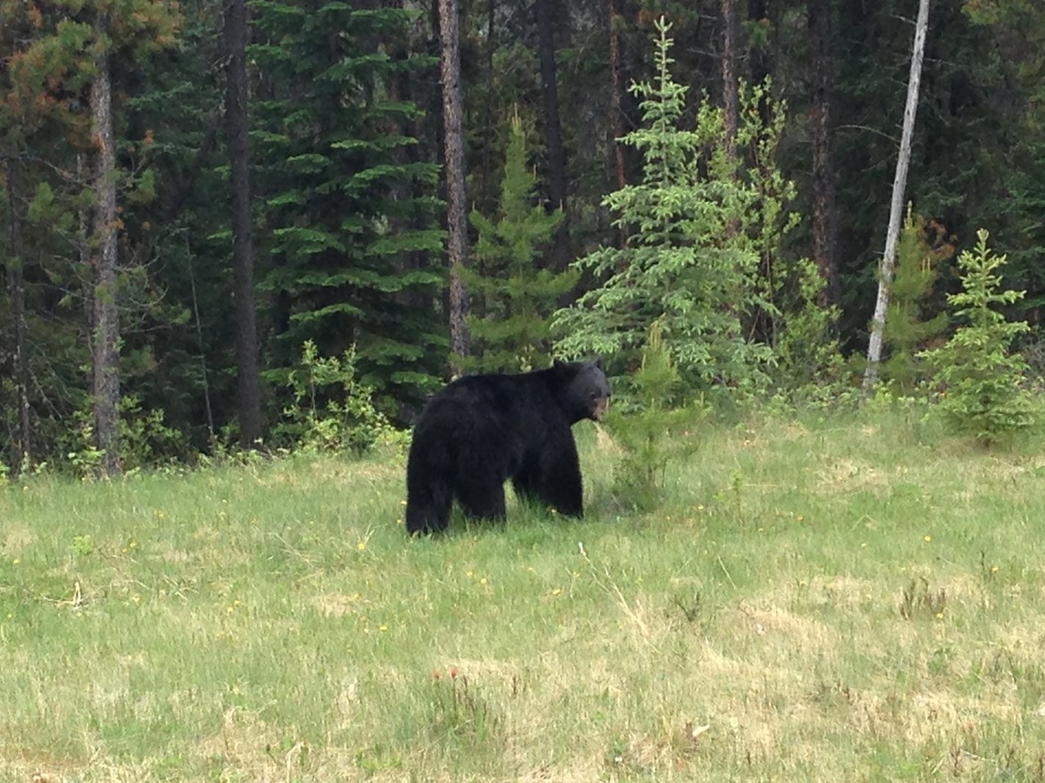 Black Bear, Jasper National Park, Canada