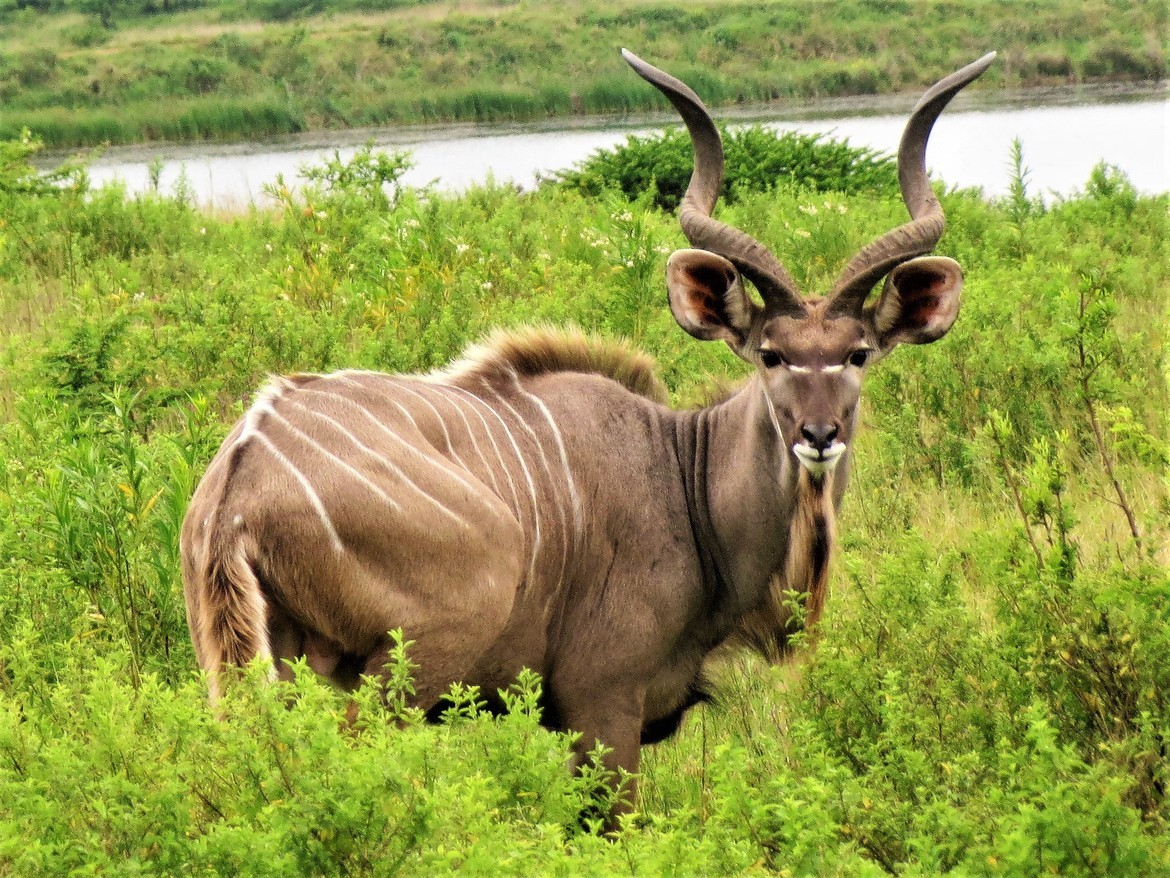 Kudu (Tragelaphus strepsiceros), Tala Private Game Reserve, United States of America