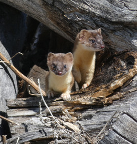 Grid young weasels