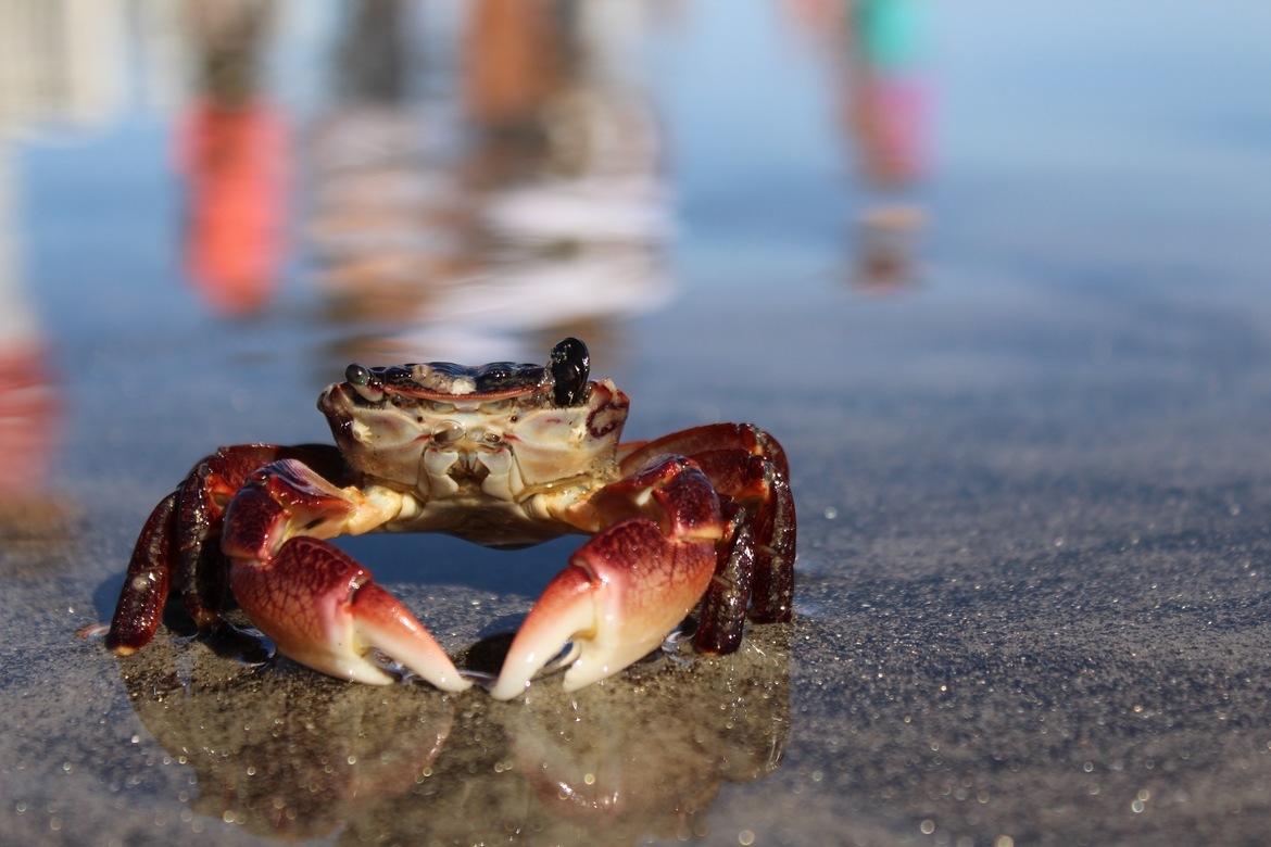 Shore Crab, Coronado Beach, United States of America