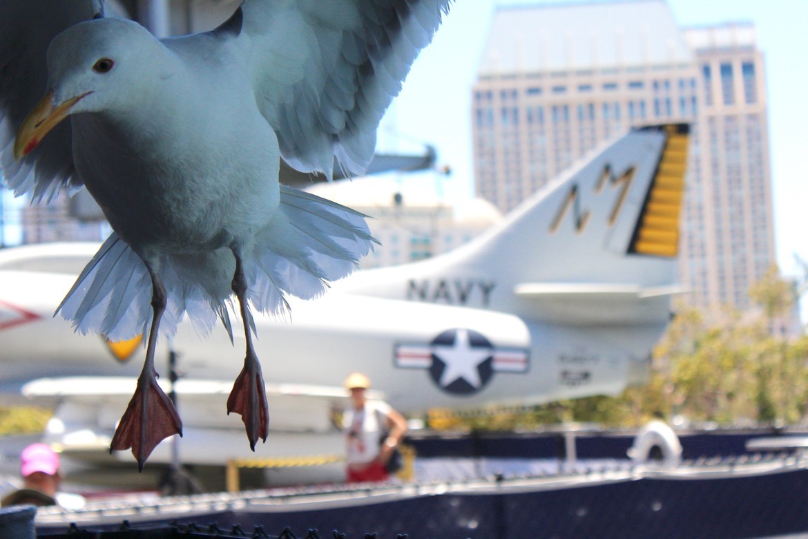 Sea Gull, San Diego Bay , United States of America