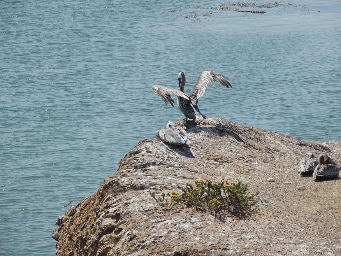 Pelican, Shell Beach, CA, United States of America