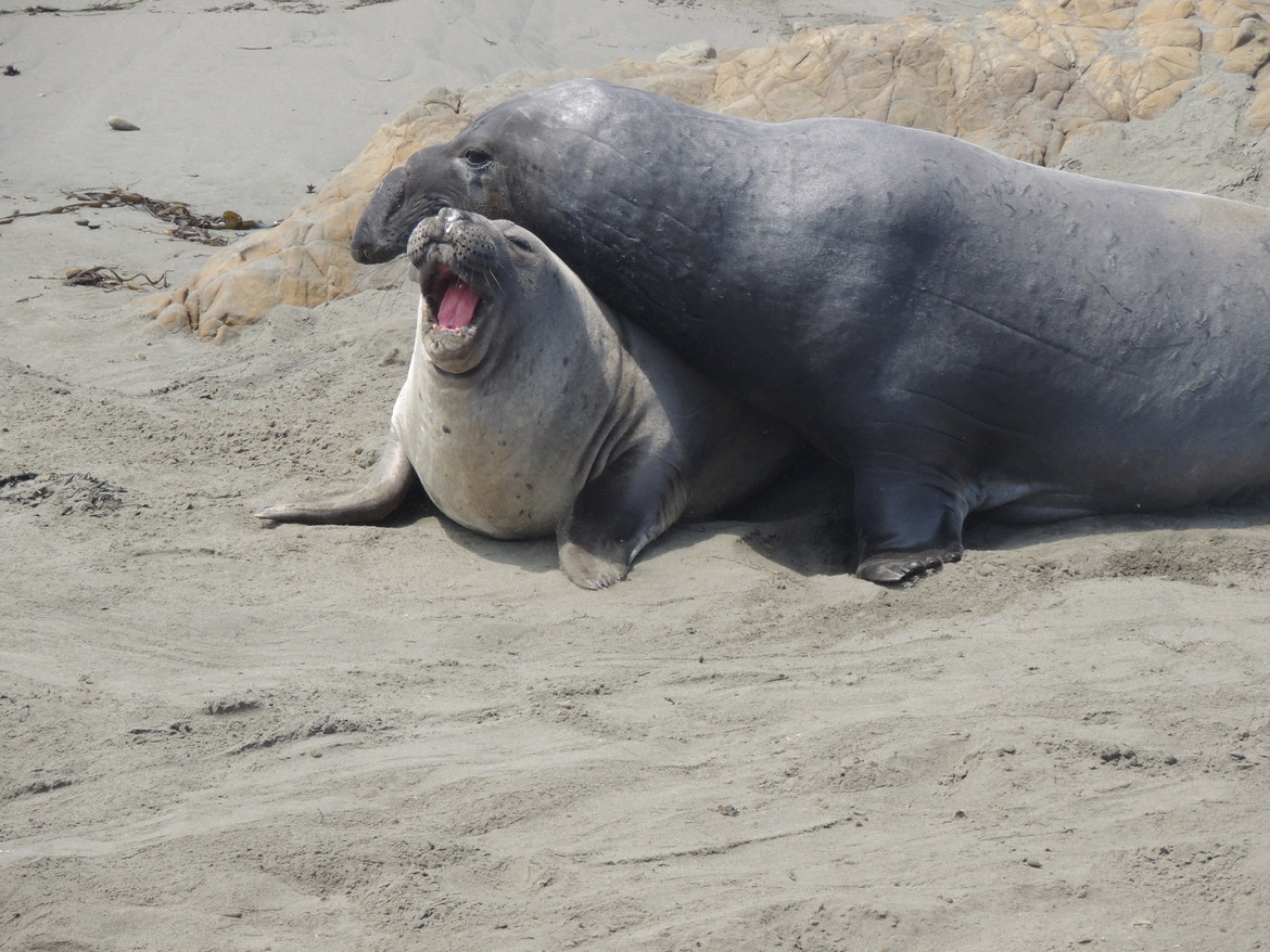 Elephant Seal, San Luis Obispo, CA, United States of America