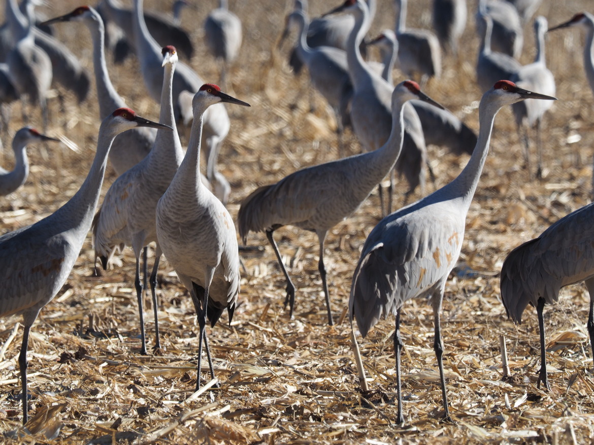Sandhill Cranes, Ladd Gordon Wildlife Preserve, United States of America