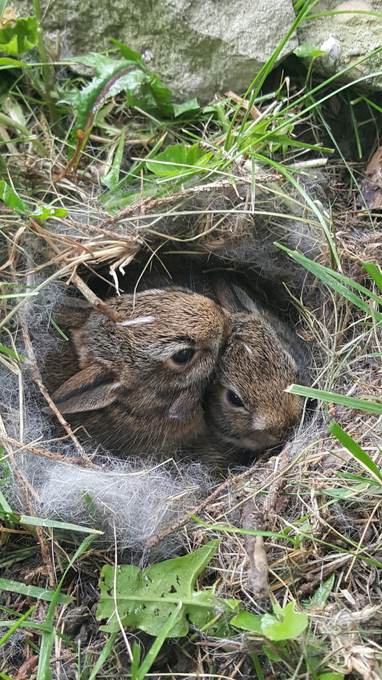 Rabbit, Central Indiana, United States of America