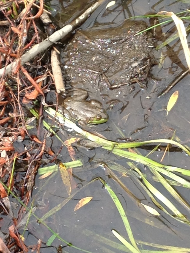 Frog, Lake Tahoe nature trail, United States of America
