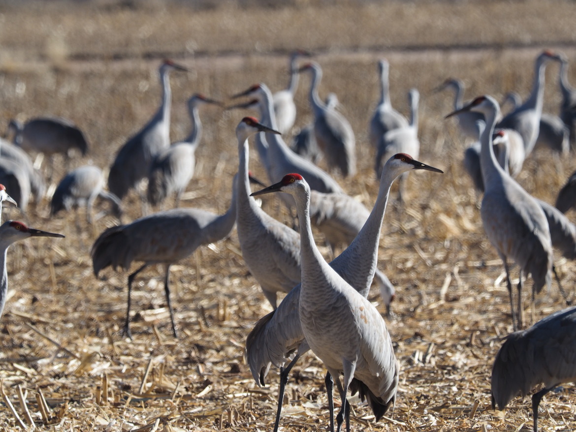 Sandhill Cranes, Ladd Gordon Wildlife Preserve, United States of America
