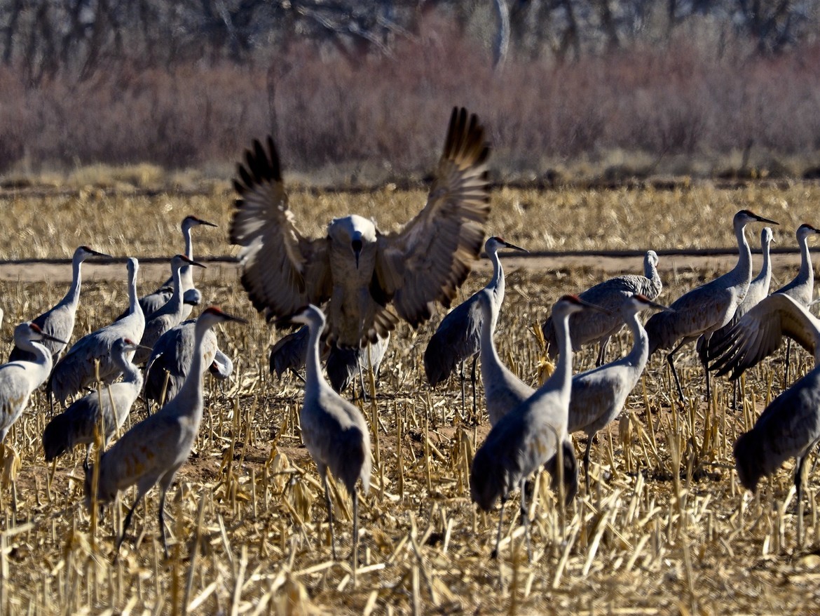 Sandhill Crane, Ladd Gordon Wildlife Preserve, United States of America