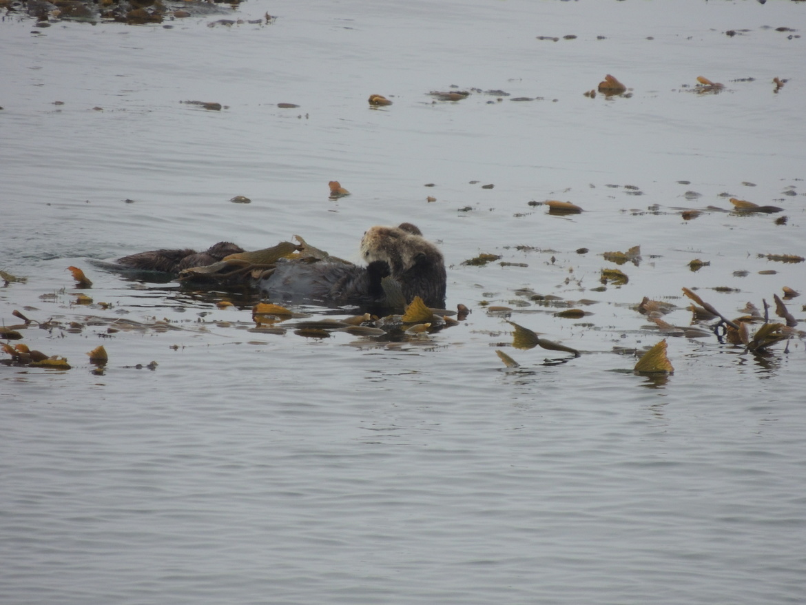 Sea Otter, Pacific Grove CA, United States of America