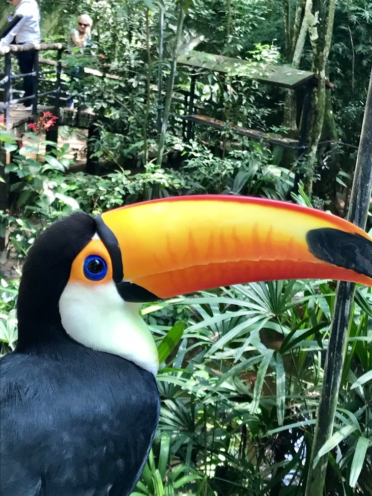Tucan, Parque das Aves, Brazil