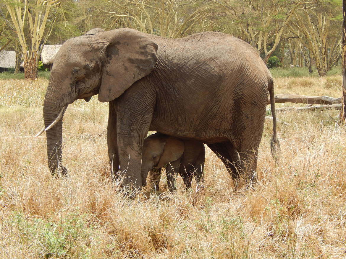 AFrican Elephant, Lewa Conservancy, Kenya