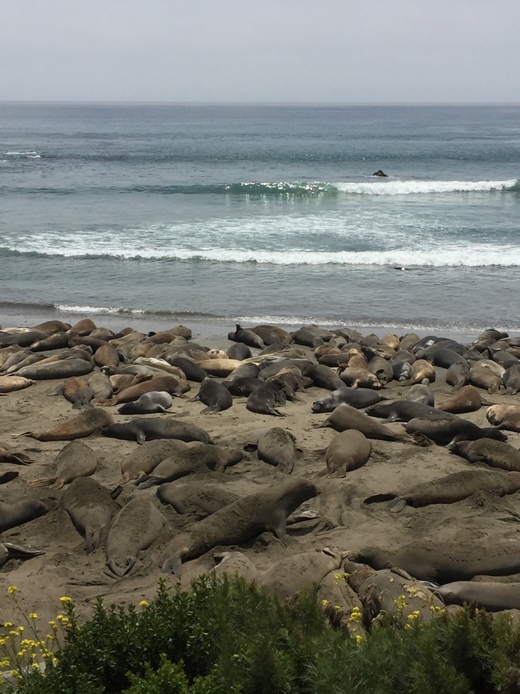 Elephant seals, San Simeon, United States of America