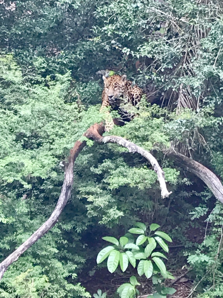 Jaguar, Itaipu Reserve, Brazil