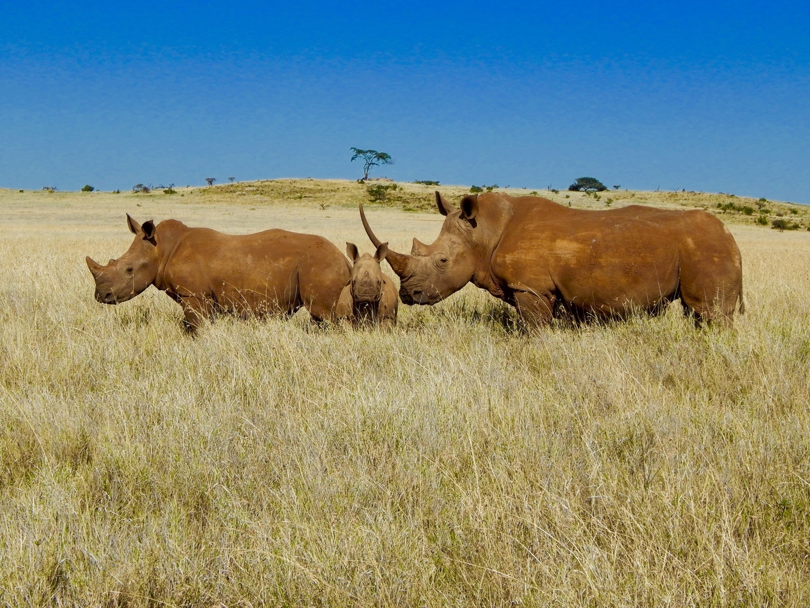 White Rhino, Lewa Conservancy, Kenya