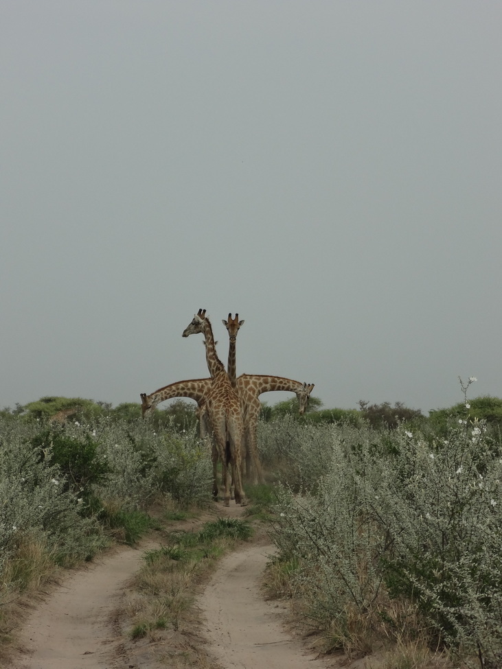 Giraffe , Kalahari , Botswana