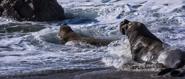 Grid 012716 piedras blancas final 7160