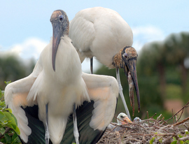Grid wood storks 001