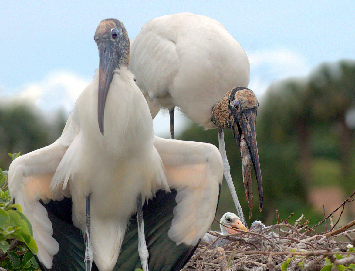 Bird, Woodstorks, Wakodahatchee Wetlands, Delray Beach, United States of America