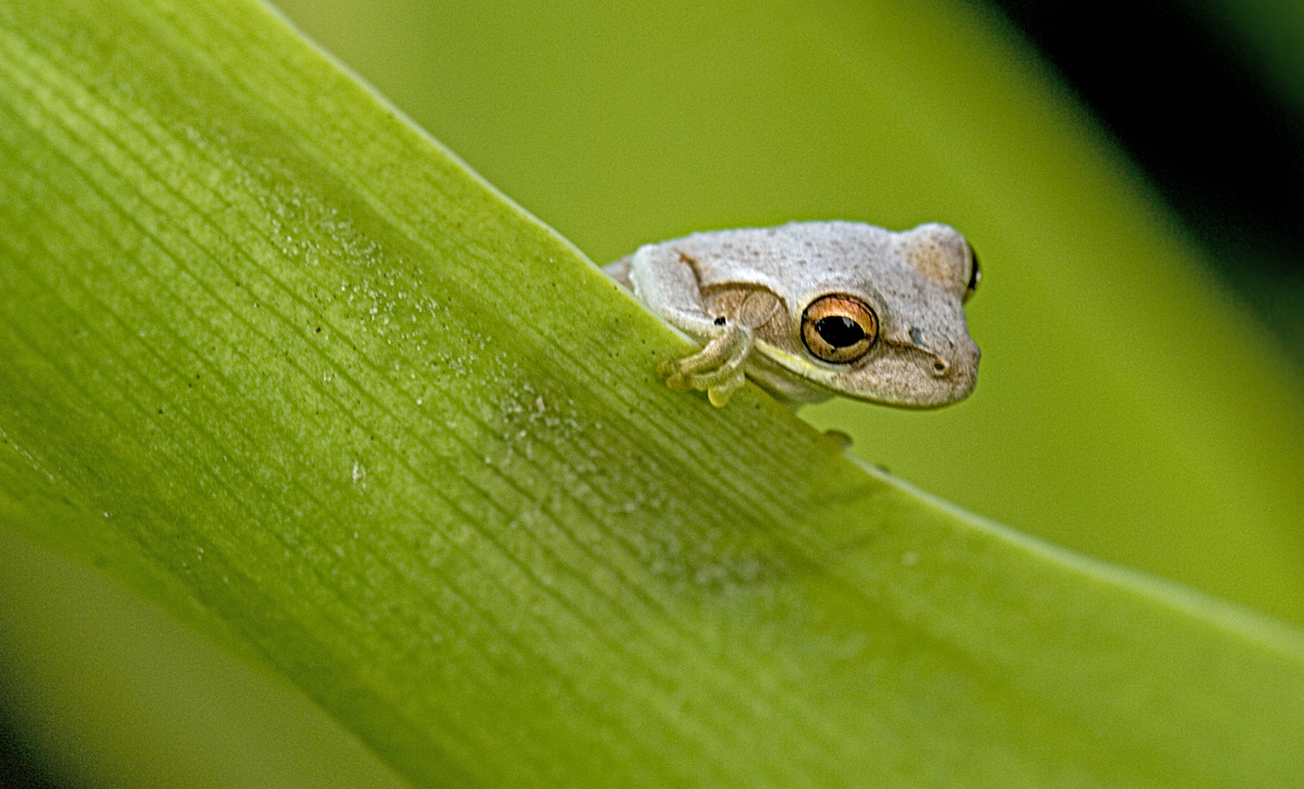 amphibian, Frog, Indian River Park, Stuart,, Florida, United States of America