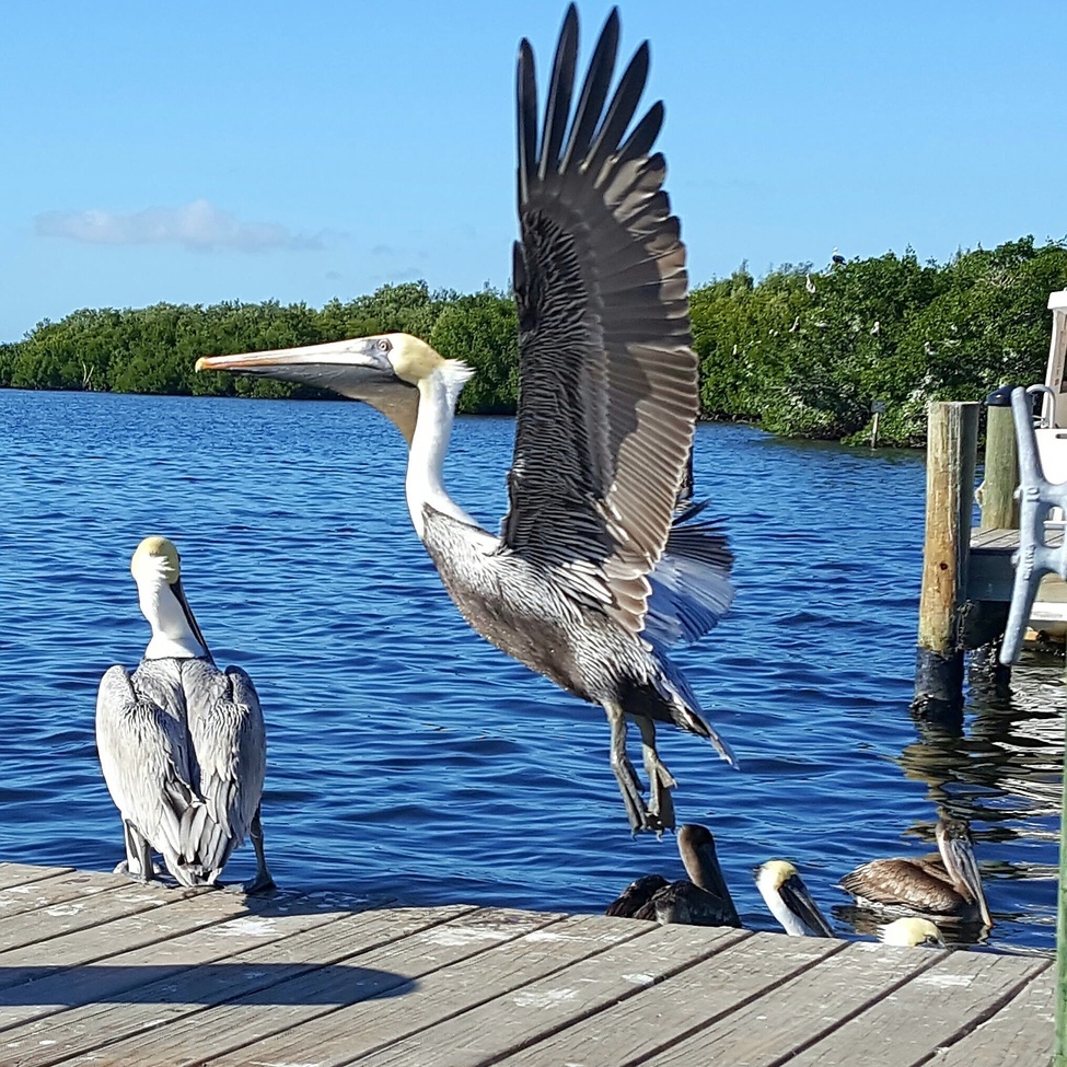 Pelican, Southeastern United States , United States of America
