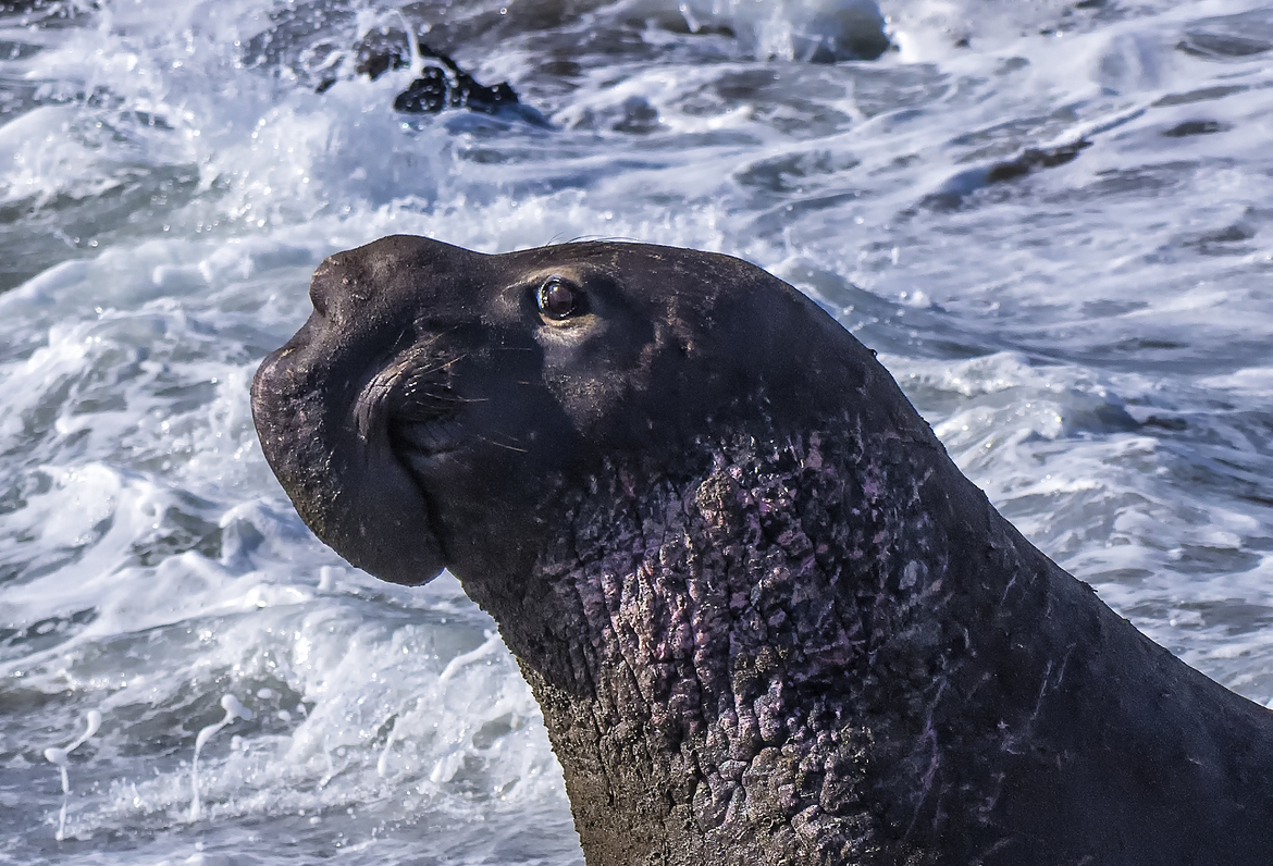 M. angustirostris M. leonina, PIEDRAS BLANCAS ELEPHANT SEAL ROOKERY, California Highway 1 (Four miles north of Hearst Castle), United States of America