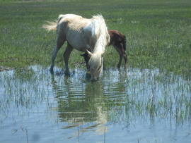 Grid horses 6
